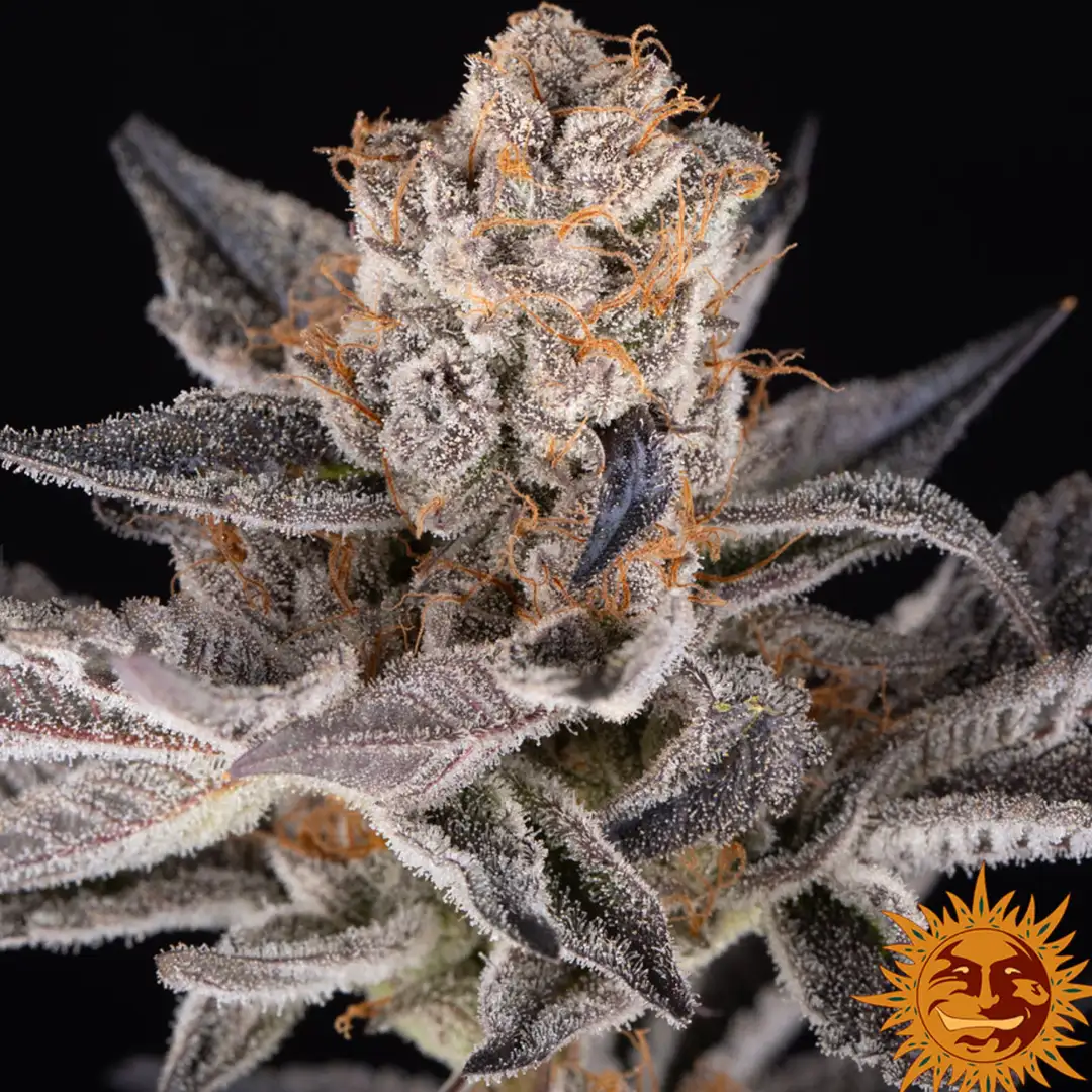 RS11 x Banana OG 70% Indica THC 25-31% Barney's Farm x Doja