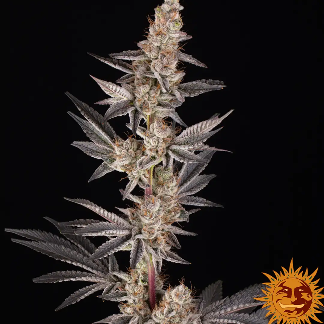 RS11 x Banana OG 70% Indica THC 25-31% Barney's Farm x Doja