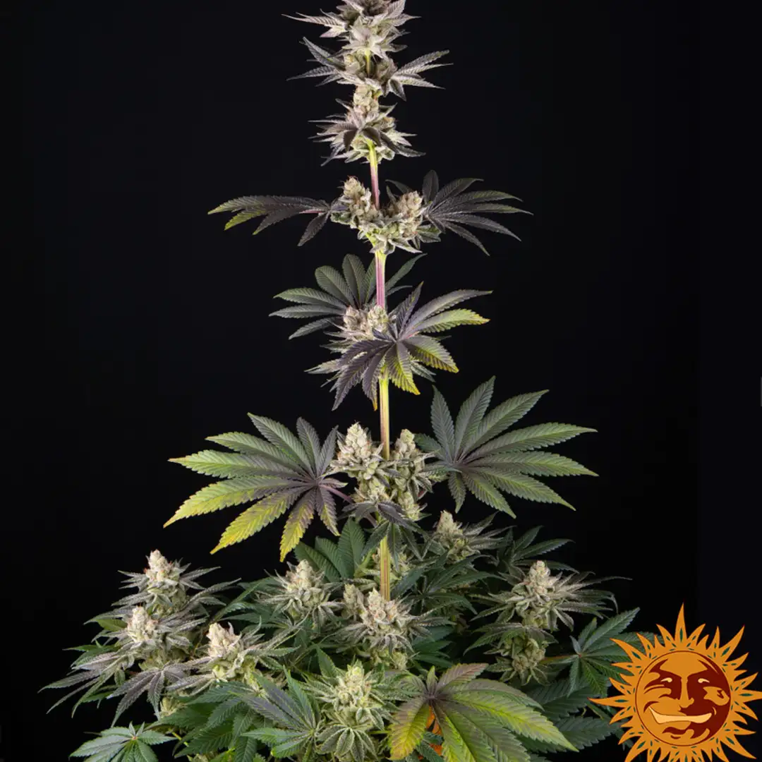 RS11 x Banana OG 70% Indica THC 25-31% Barney's Farm x Doja