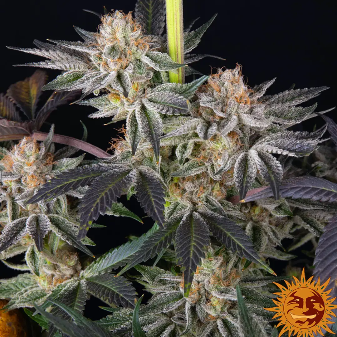 RS11 x Banana OG 70% Indica THC 25-31% Barney's Farm x Doja