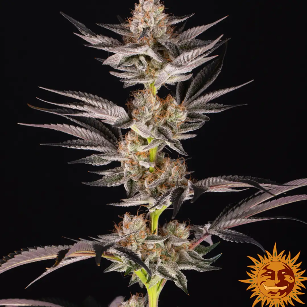 RS11 x Banana OG 70% Indica THC 25-31% Barney's Farm x Doja