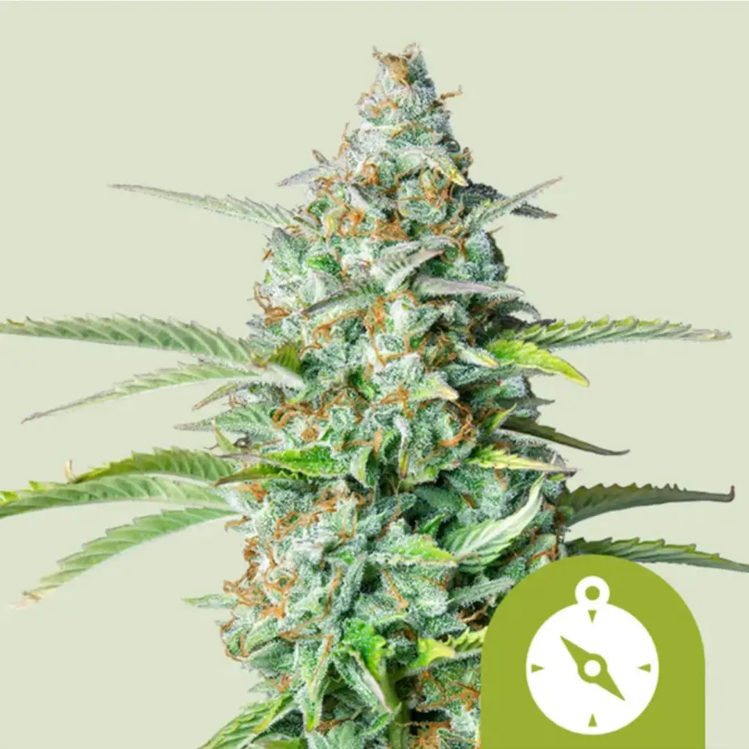 Northern Light Automatic – Legendarna Wydajność od Royal Queen Seeds