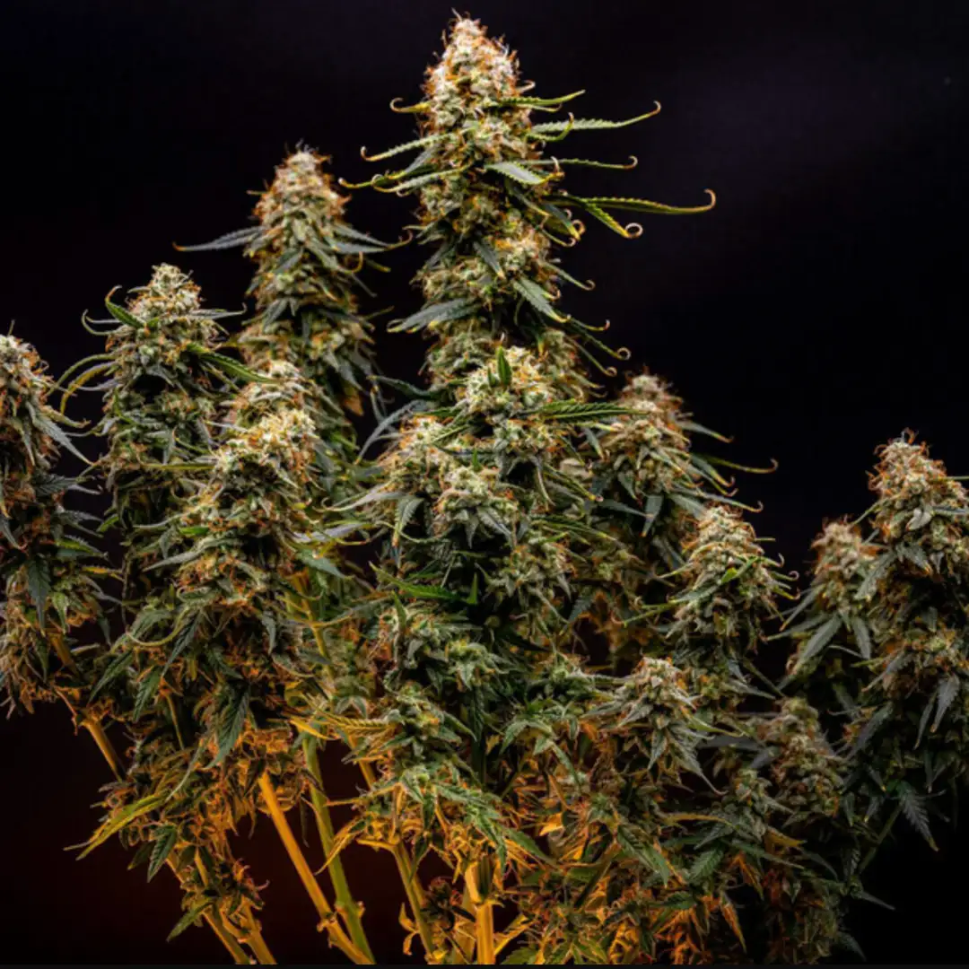 Northern Light Automatic – Legendarna Wydajność od Royal Queen Seeds