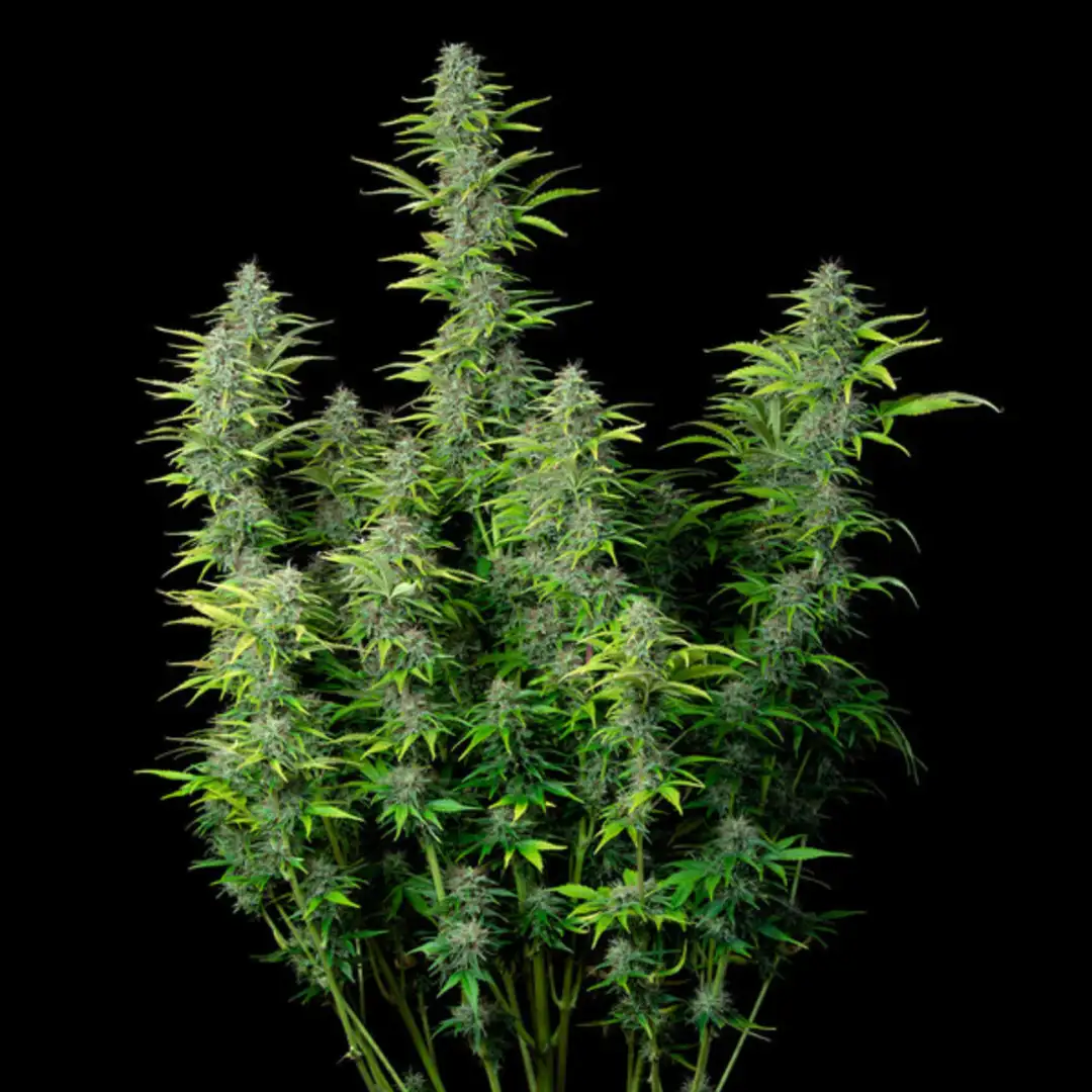 Northern Light Automatic – Legendarna Wydajność od Royal Queen Seeds