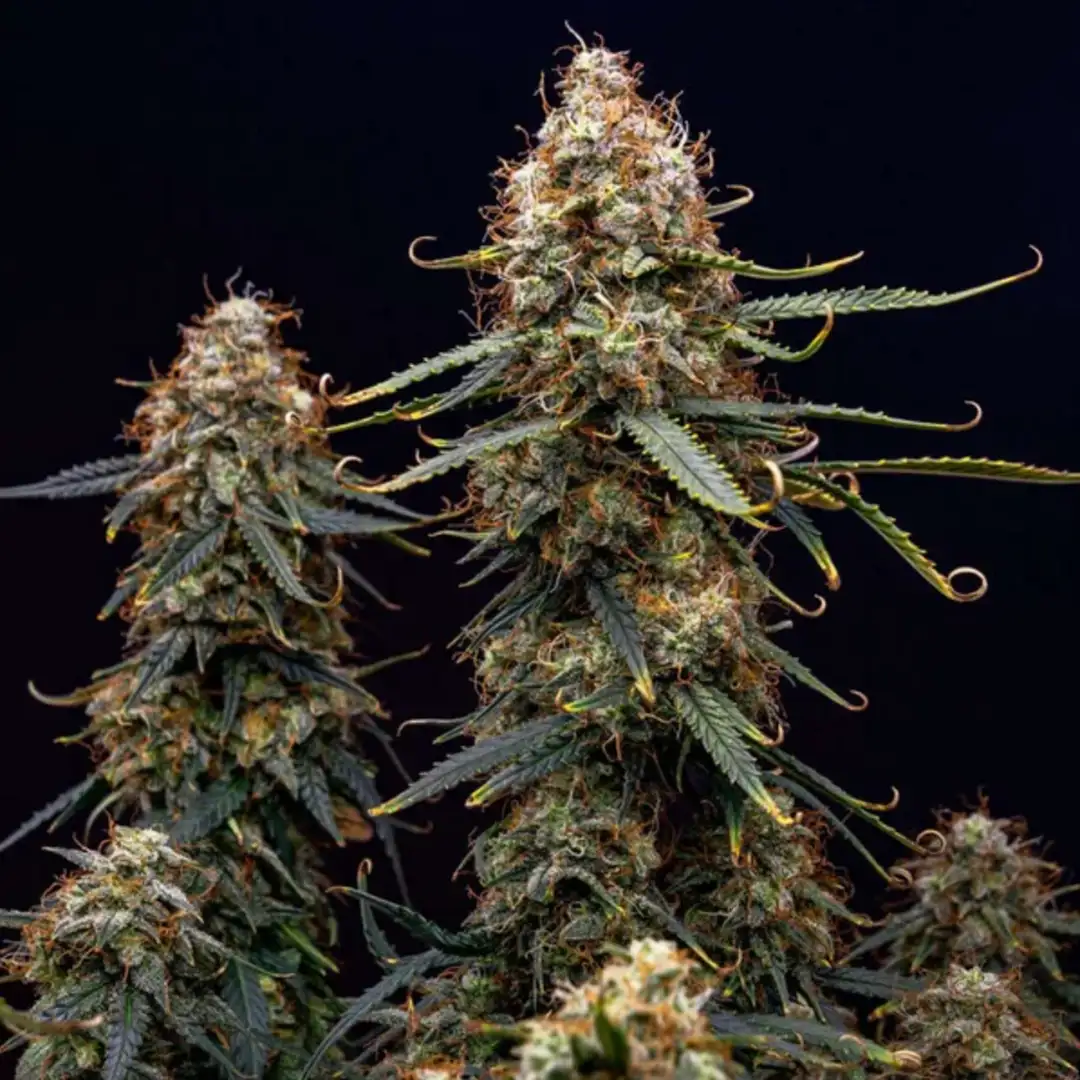 Northern Light Automatic – Legendarna Wydajność od Royal Queen Seeds