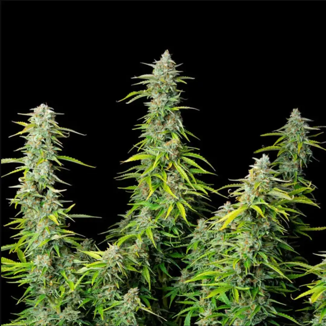 Northern Light Automatic – Legendarna Wydajność od Royal Queen Seeds