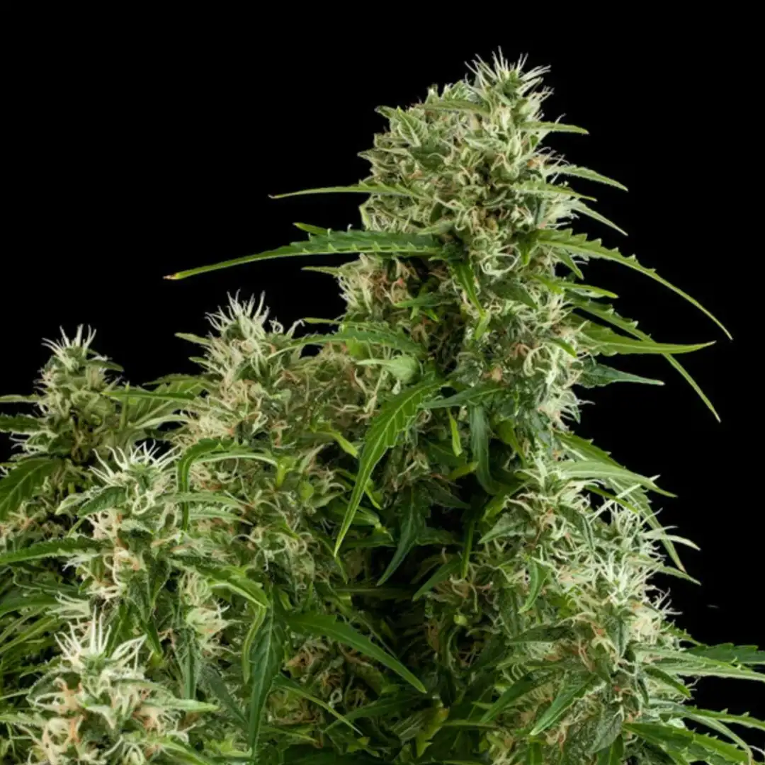 Northern Light Automatic – Legendarna Wydajność od Royal Queen Seeds