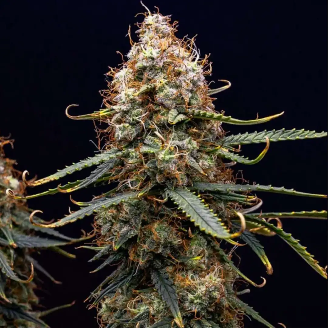 Northern Light Automatic – Legendarna Wydajność od Royal Queen Seeds