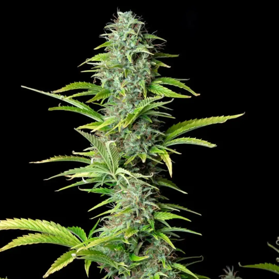 Northern Light Automatic – Legendarna Wydajność od Royal Queen Seeds