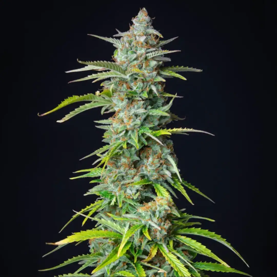 Northern Light Automatic – Legendarna Wydajność od Royal Queen Seeds