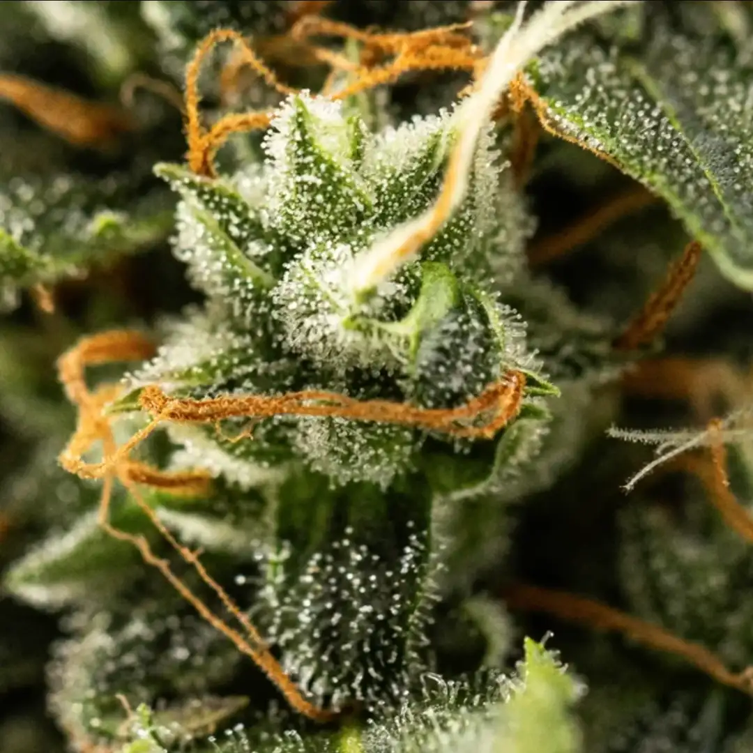 Royal Kush Automatic – Feminizowane Nasiona Automatyczne od Royal Queen Seeds (RQS)