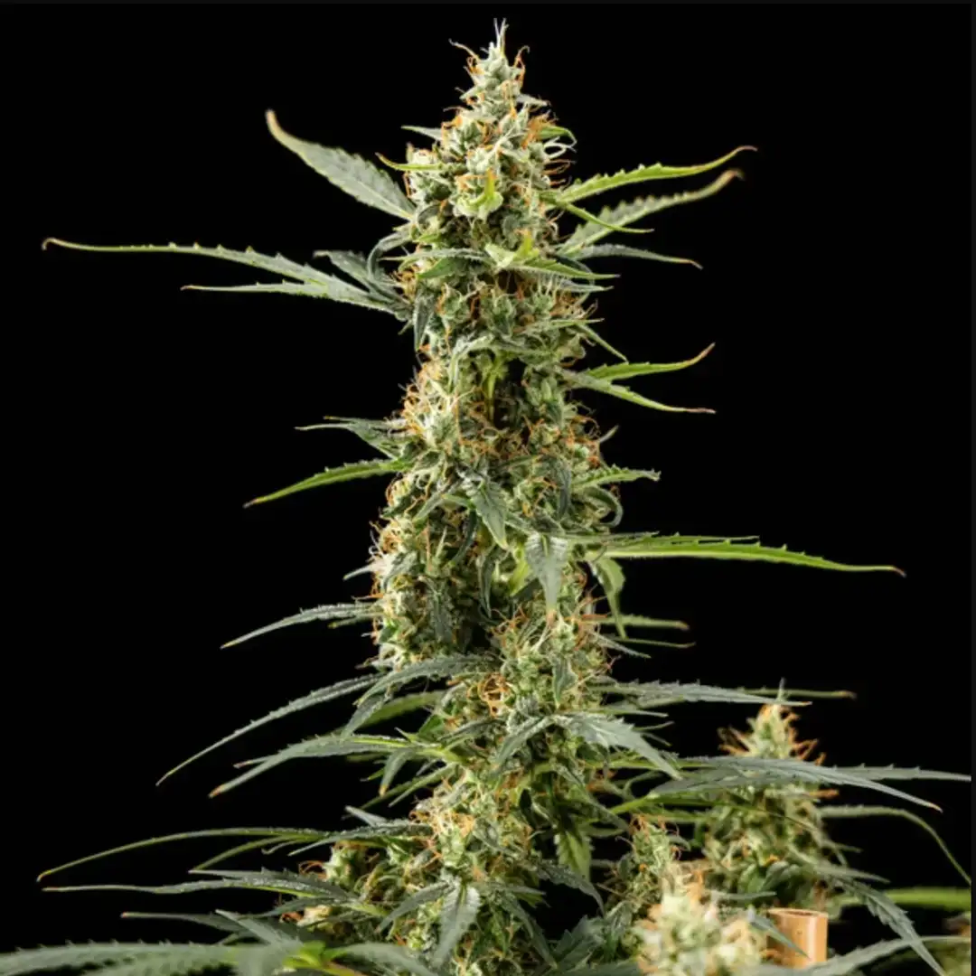 Royal Kush Automatic – Feminizowane Nasiona Automatyczne od Royal Queen Seeds (RQS)