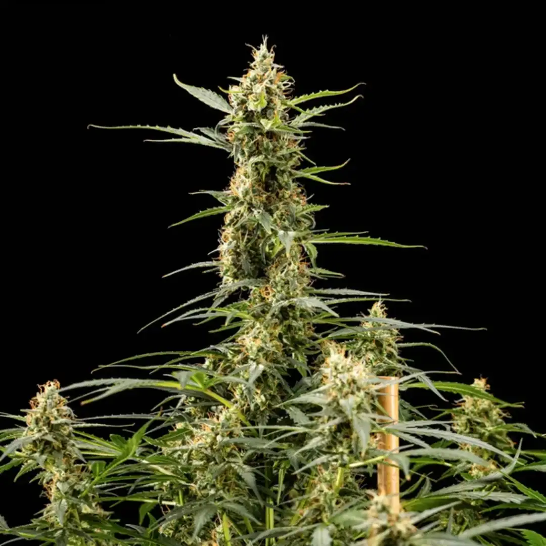 Royal Kush Automatic – Feminizowane Nasiona Automatyczne od Royal Queen Seeds (RQS)
