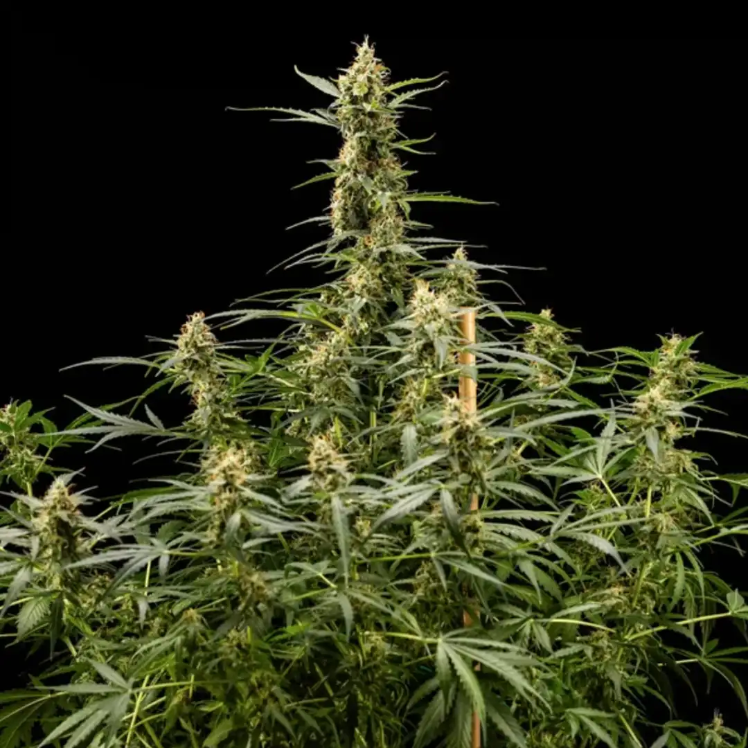 Royal Kush Automatic – Feminizowane Nasiona Automatyczne od Royal Queen Seeds (RQS)