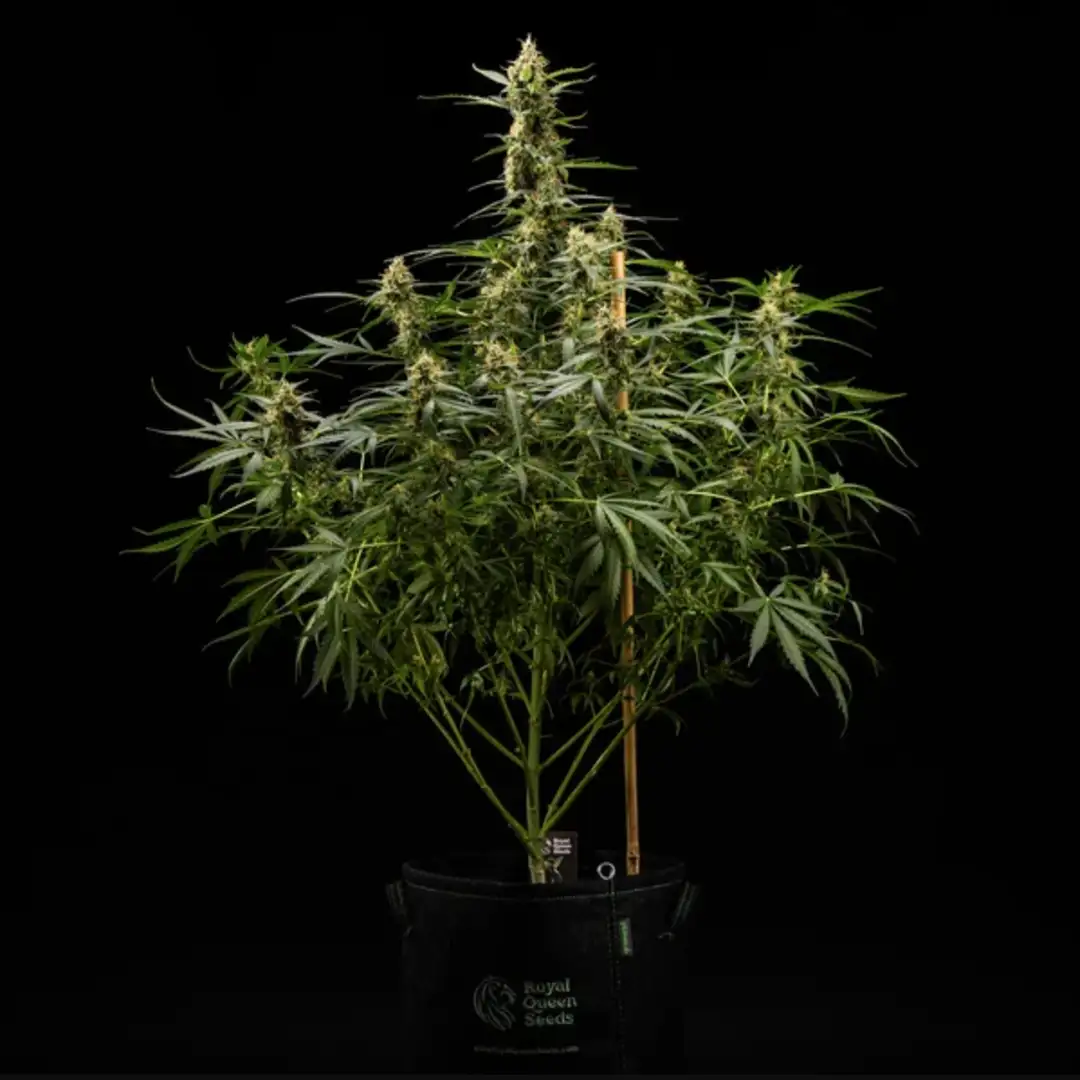 Royal Kush Automatic – Feminizowane Nasiona Automatyczne od Royal Queen Seeds (RQS)
