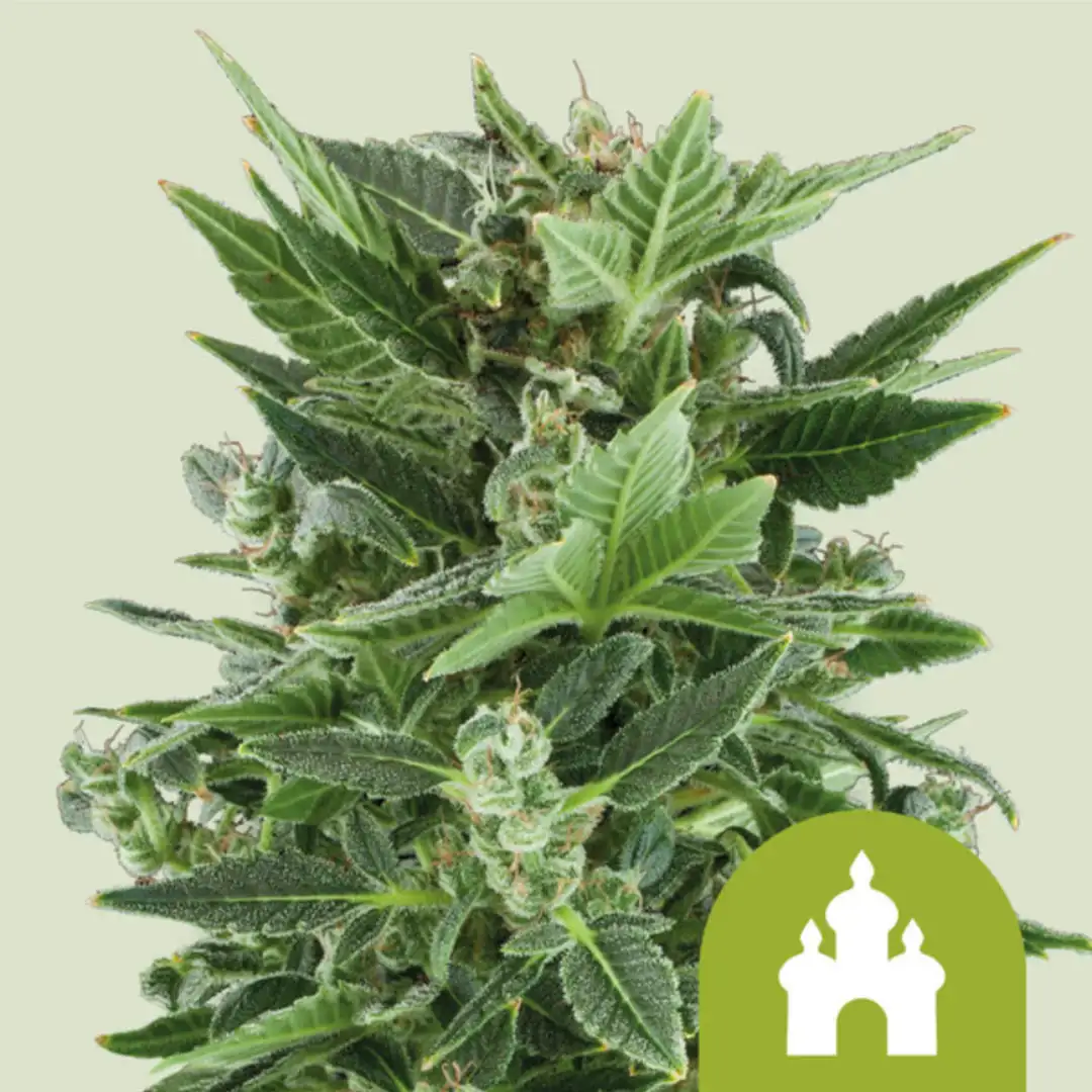Royal Kush Automatic – Feminizowane Nasiona Automatyczne od Royal Queen Seeds (RQS)
