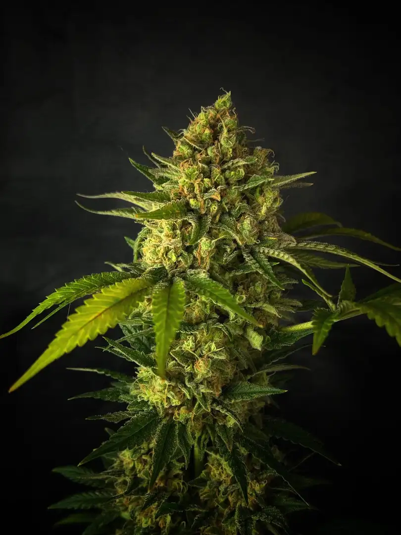 Narco Polo 1.0 – feminizowane nasiona konopi | Wolne Konopie