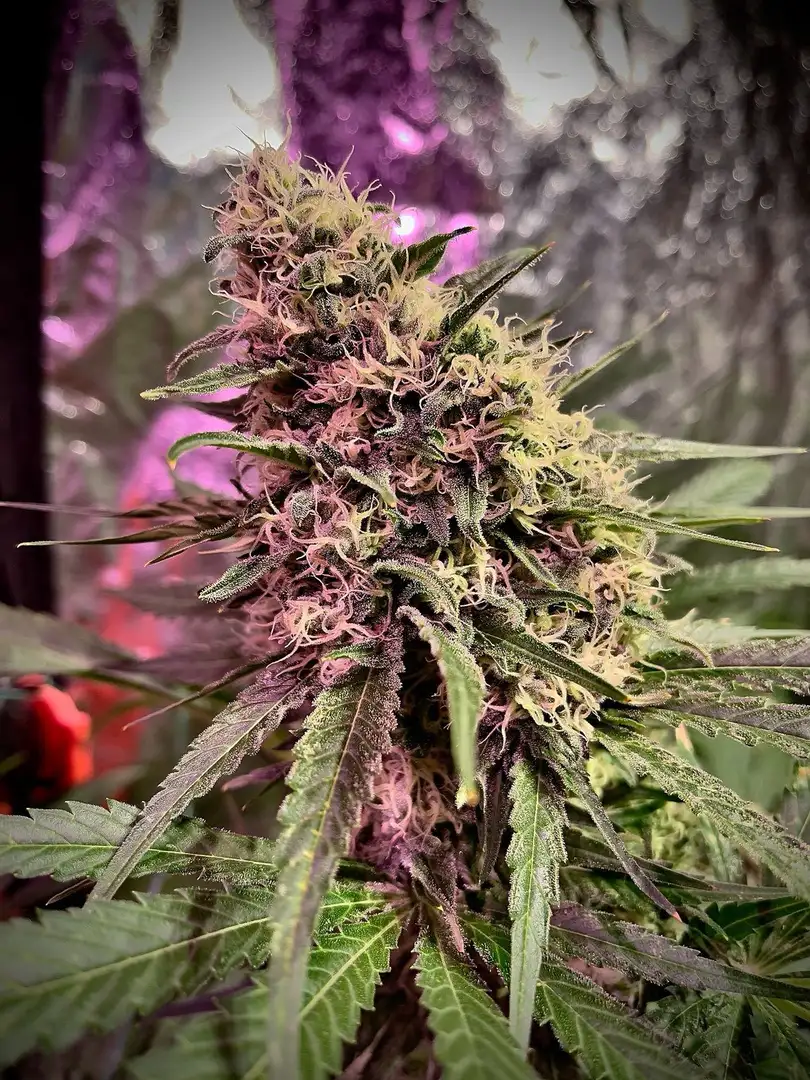 Narco Polo 1.0 – feminizowane nasiona konopi | Wolne Konopie