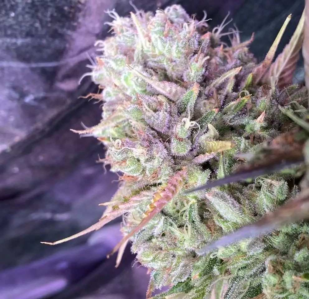 Narco Polo 1.0 – feminizowane nasiona konopi | Wolne Konopie