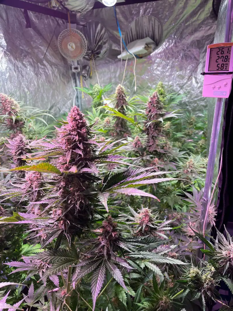 Narco Polo 1.0 – feminizowane nasiona konopi | Wolne Konopie