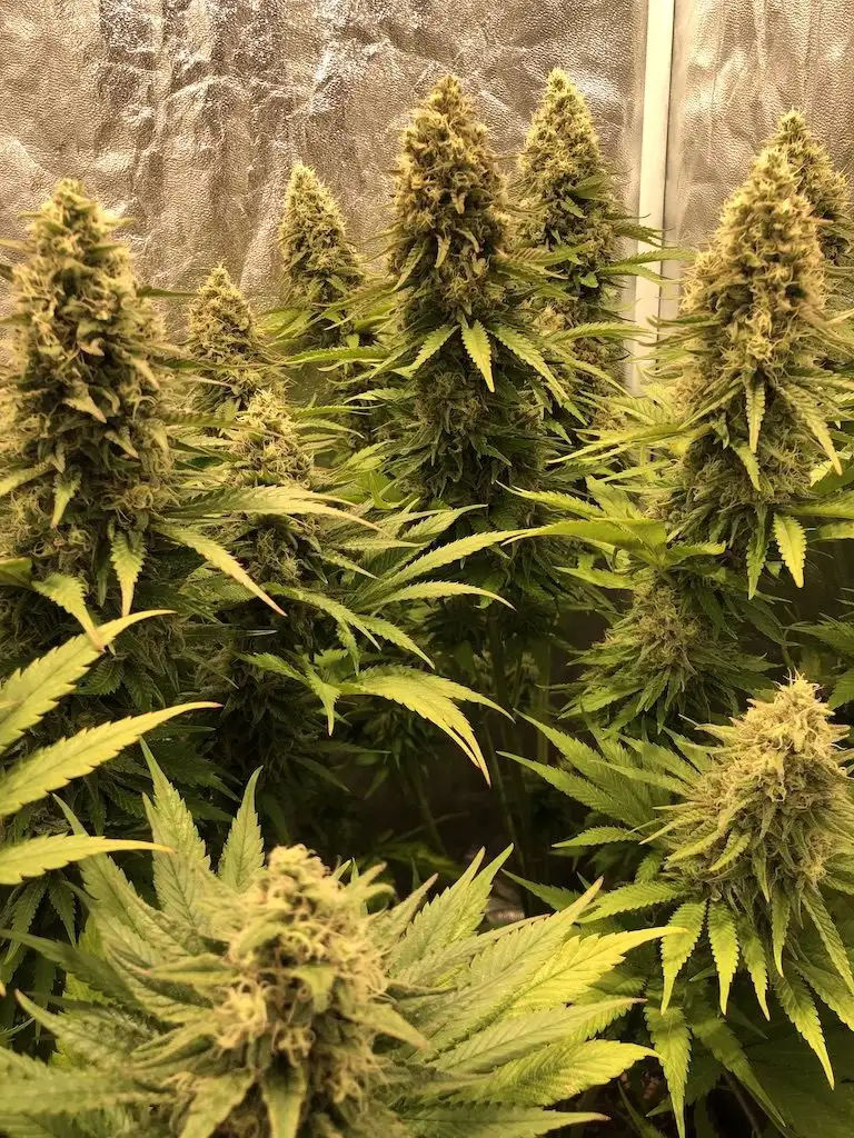 Narco Polo 1.0 – feminizowane nasiona konopi | Wolne Konopie