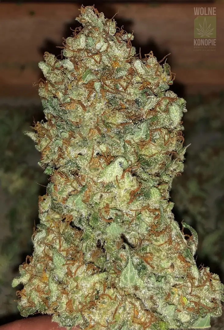 Narco Polo 1.0 – feminizowane nasiona konopi | Wolne Konopie