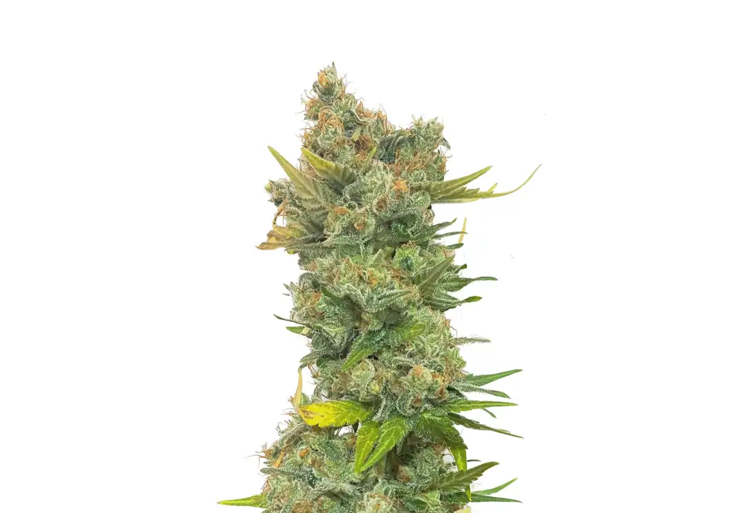 Kritikal Narco Polo 2.0 – feminizowane nasiona konopi