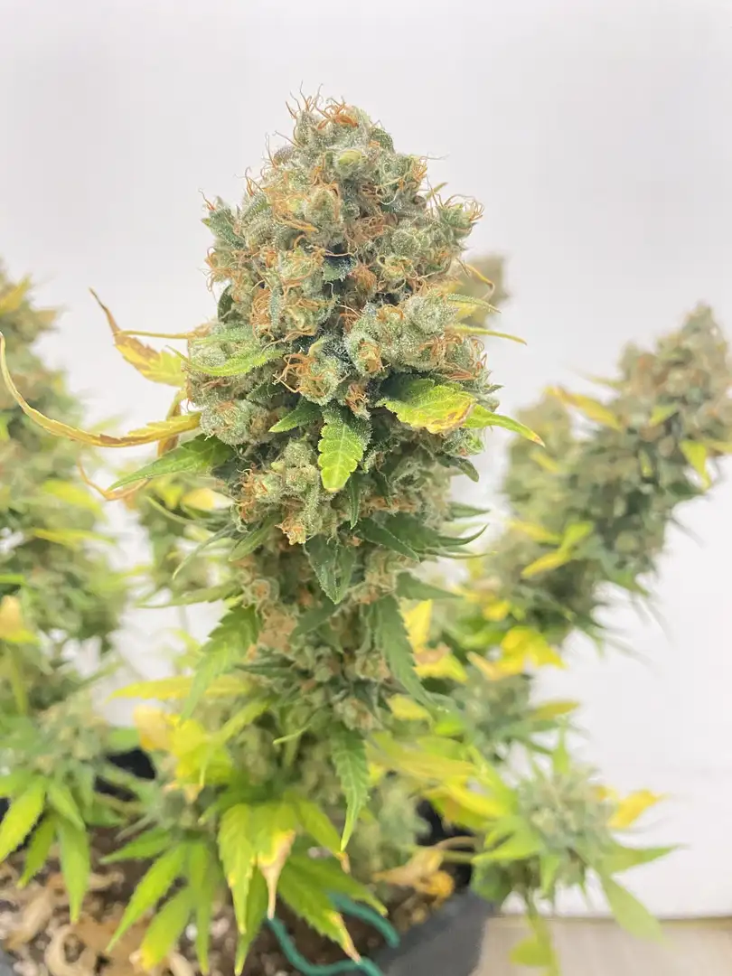 Kritikal Narco Polo 2.0 – feminizowane nasiona konopi