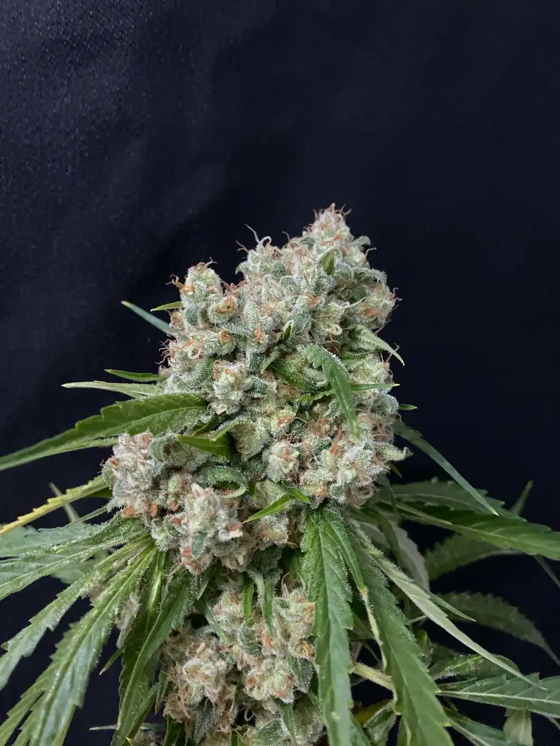 Kritikal Narco Polo 2.0 – feminizowane nasiona konopi