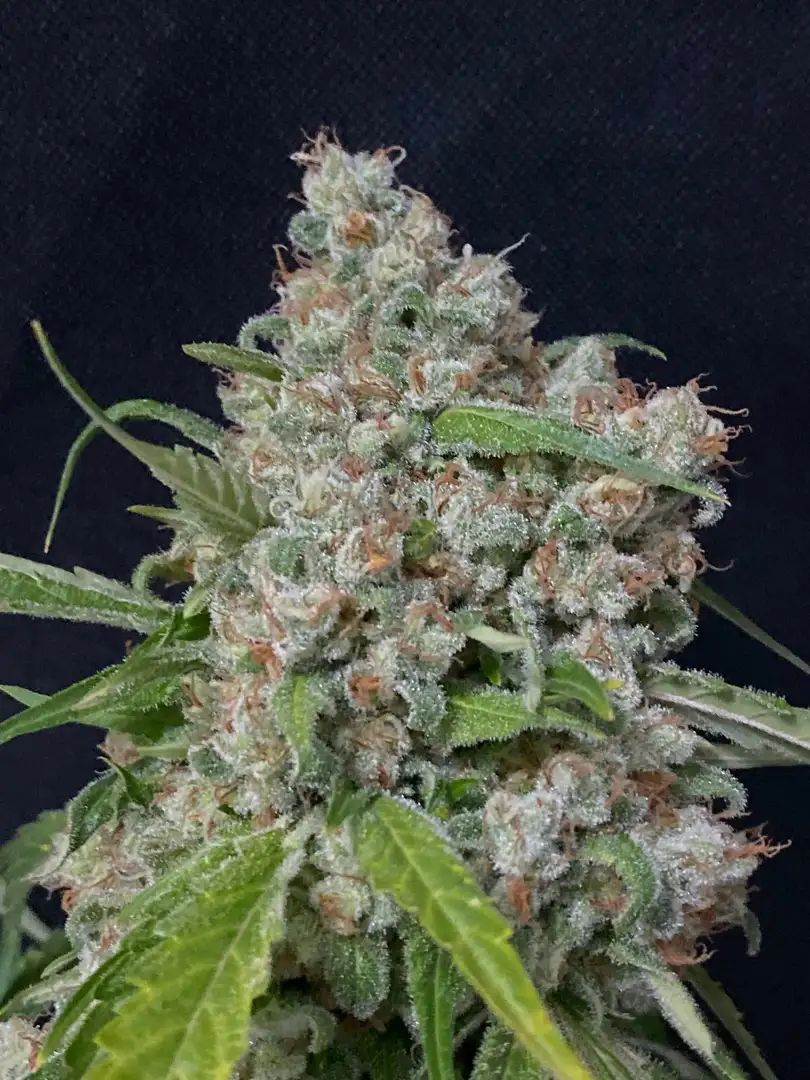 Kritikal Narco Polo 2.0 – feminizowane nasiona konopi