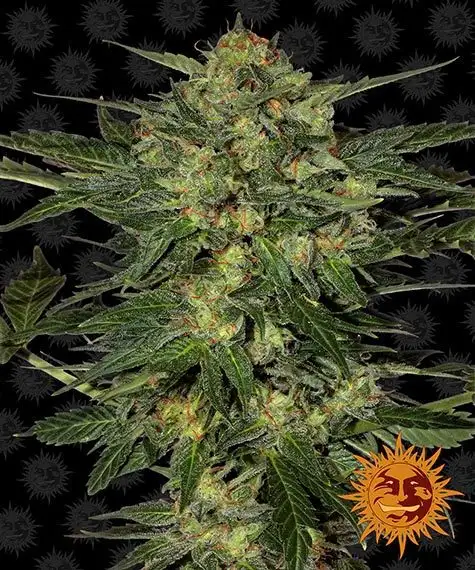 LSD – feminizowane nasiona marihuany Barney’s Farm