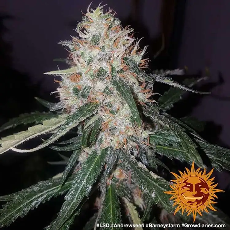 LSD – feminizowane nasiona marihuany Barney’s Farm