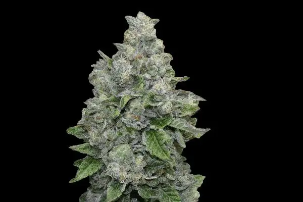 Folk Choco Loco – feminizowane nasiona kolekcjonerskie Wolne Konopie