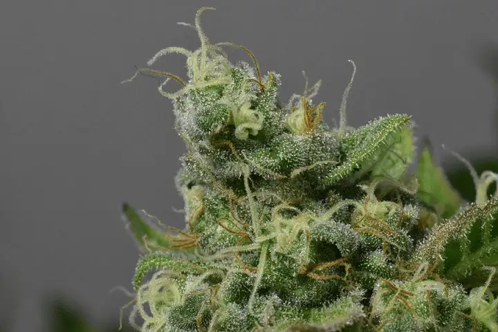 Folk Choco Loco – feminizowane nasiona kolekcjonerskie Wolne Konopie