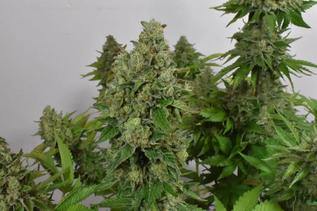 Folk Choco Loco – feminizowane nasiona kolekcjonerskie Wolne Konopie