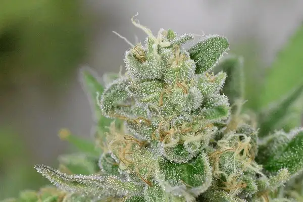 Folk Choco Loco – feminizowane nasiona kolekcjonerskie Wolne Konopie