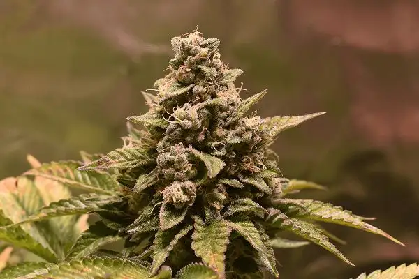 Folk Choco Loco – feminizowane nasiona kolekcjonerskie Wolne Konopie