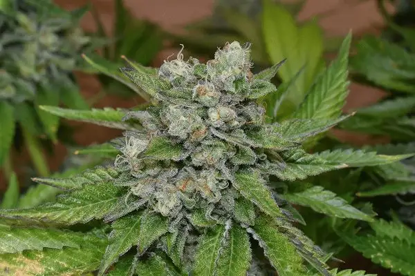 Folk Choco Loco – feminizowane nasiona kolekcjonerskie Wolne Konopie