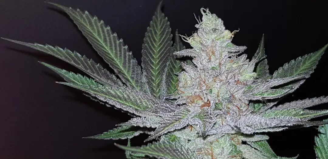 Folk Choco Loco – feminizowane nasiona kolekcjonerskie Wolne Konopie