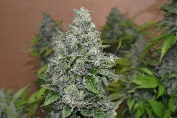 Folk Choco Loco – feminizowane nasiona kolekcjonerskie Wolne Konopie