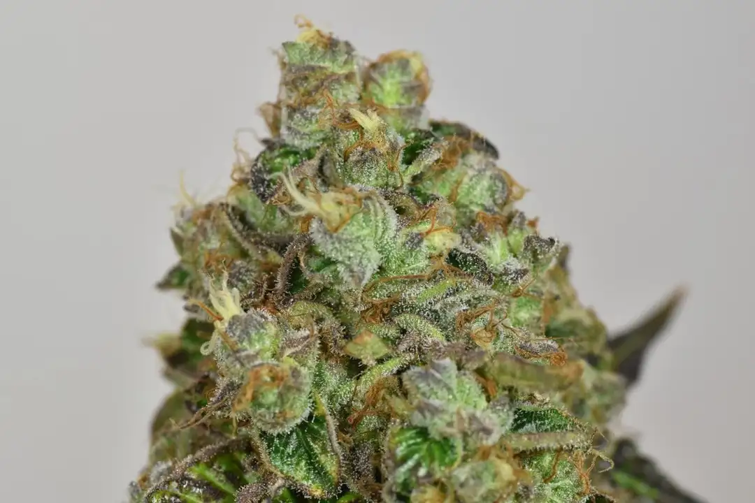 Folk Choco Loco – feminizowane nasiona kolekcjonerskie Wolne Konopie