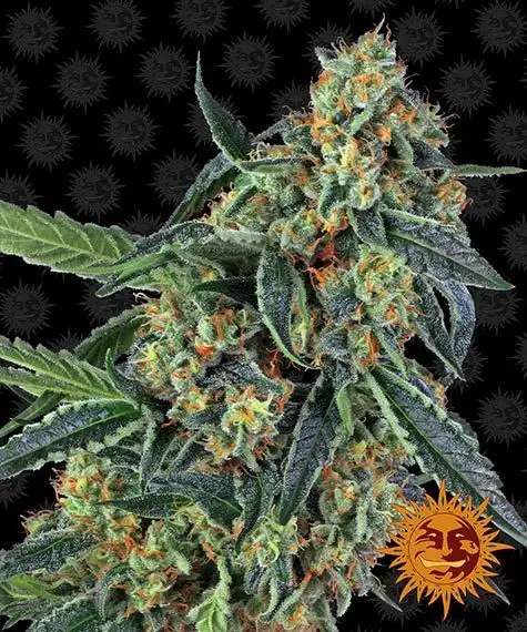 Cookies Kush – feminizowane nasiona konopi