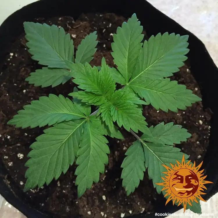 Cookies Kush – feminizowane nasiona konopi