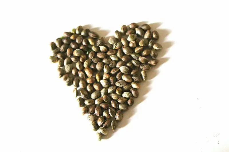 Certyfikowane nasiona konopi włóknistych CBD – sezon 2026 | odmiany UE