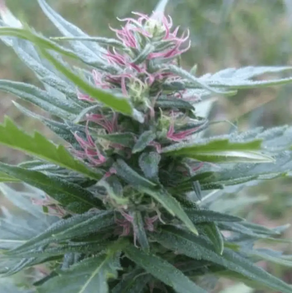 Certyfikowane nasiona konopi włóknistych CBD – sezon 2026 | odmiany UE