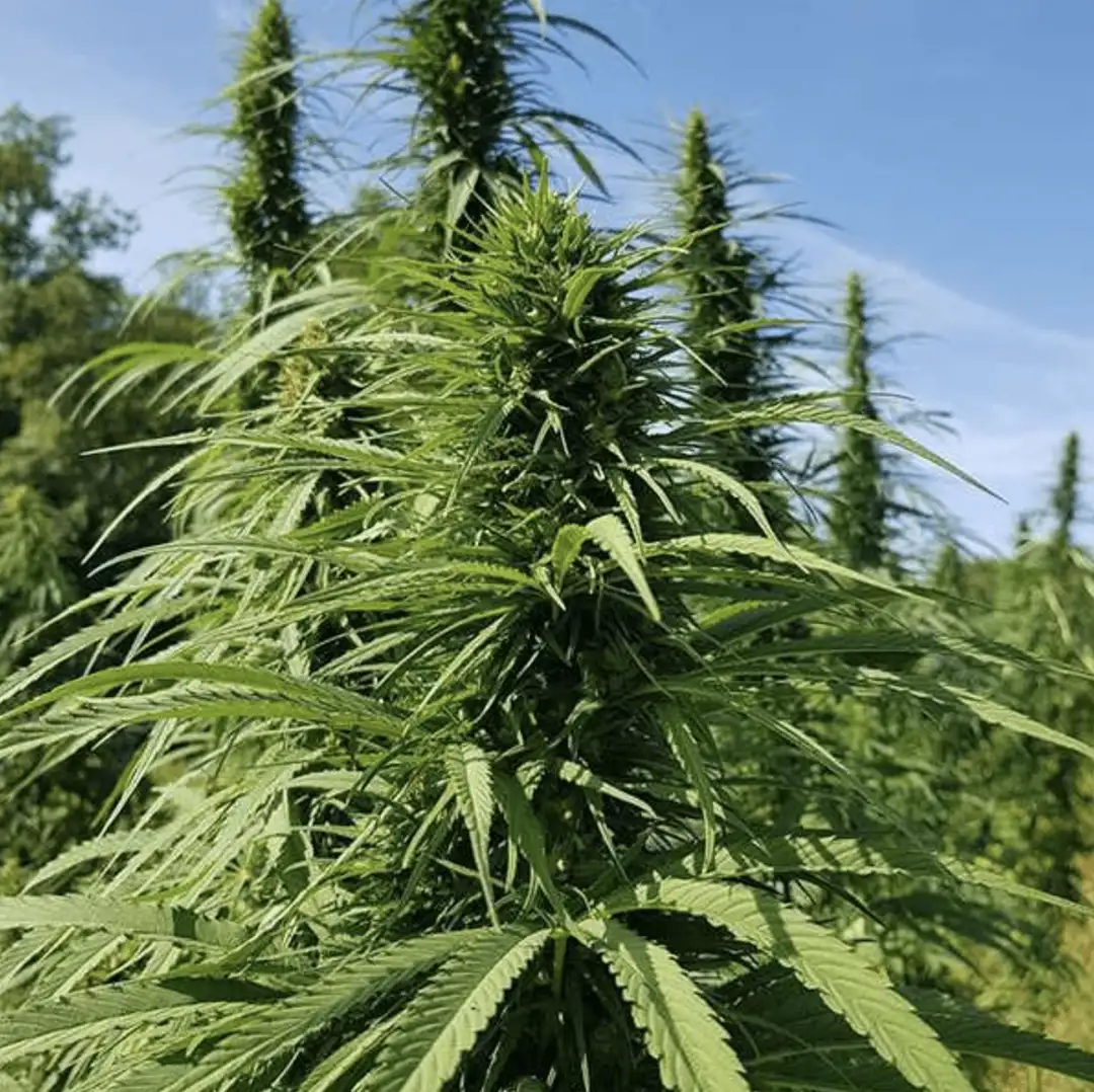 Certyfikowane nasiona konopi włóknistych CBD – sezon 2026 | odmiany UE