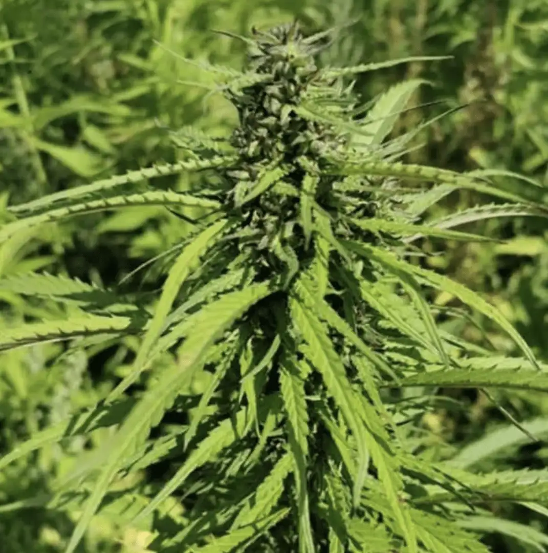 Certyfikowane nasiona konopi włóknistych CBD – sezon 2026 | odmiany UE