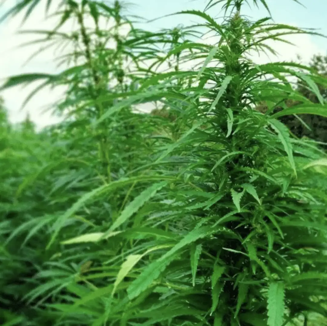 Certyfikowane nasiona konopi włóknistych CBD – sezon 2026 | odmiany UE