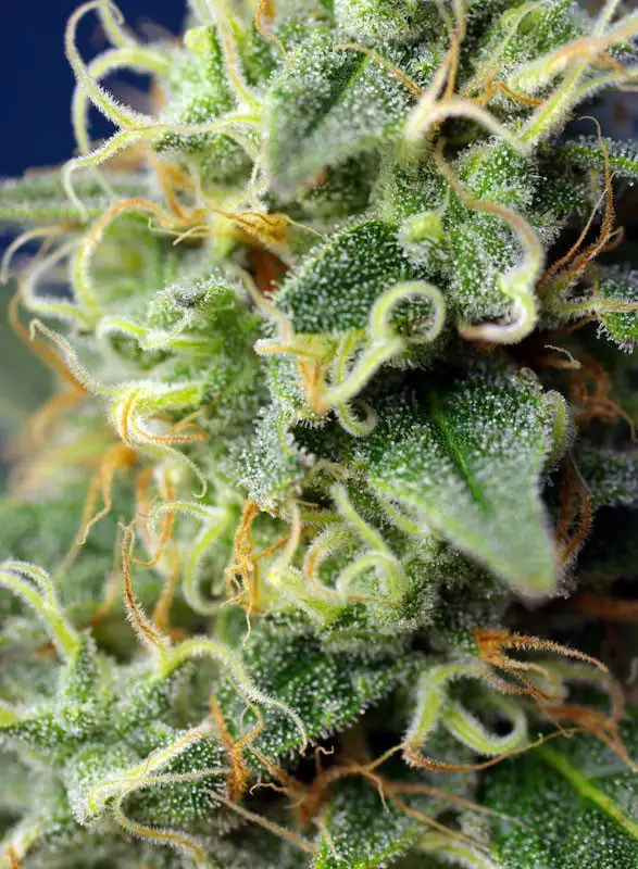 Green Poison CBD