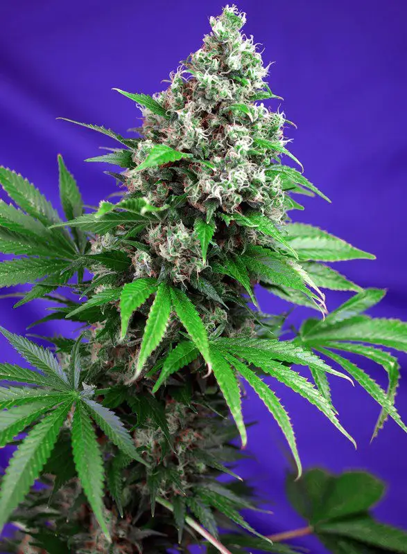 Killer Kush F1 Fast Version
